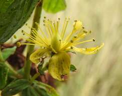 Image of spotted St. Johnswort