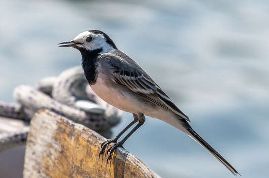 Image of Pied Wagtail and White Wagtail