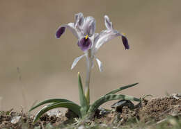 Image of Persian Iris