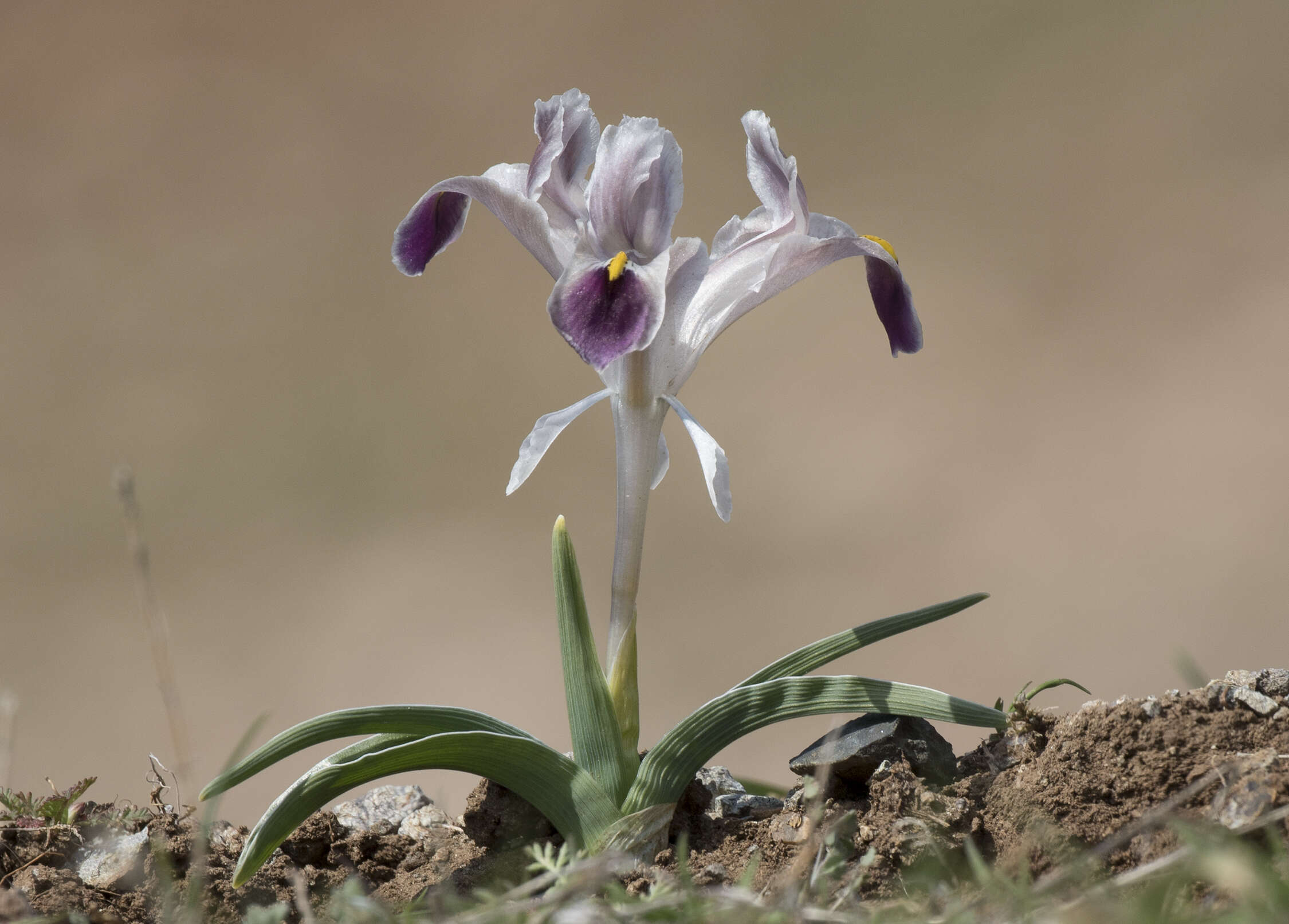 Image of Persian Iris