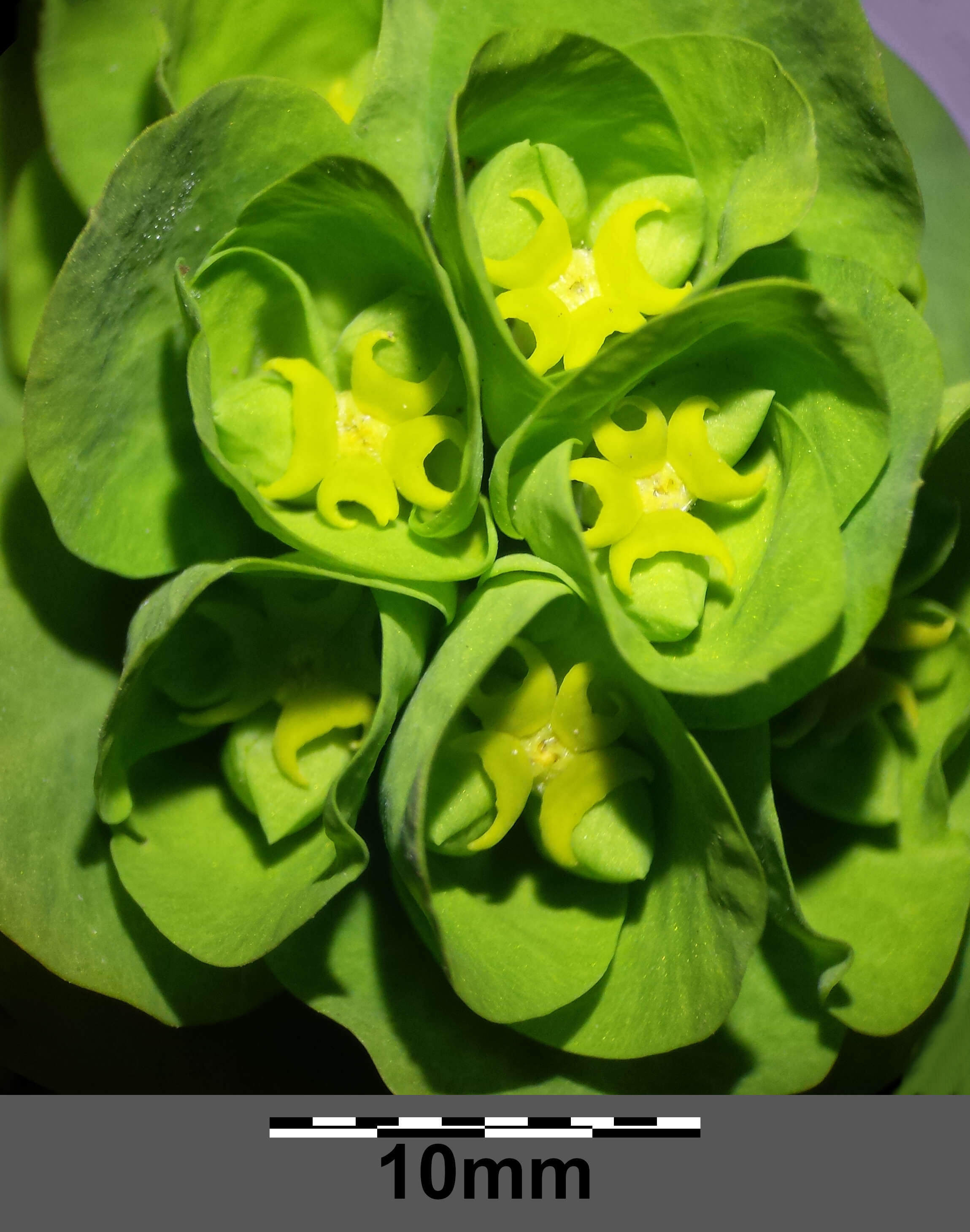 Image of Wood Spurge