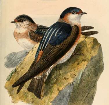 Petrochelidon rufocollaris (Peale 1849) resmi