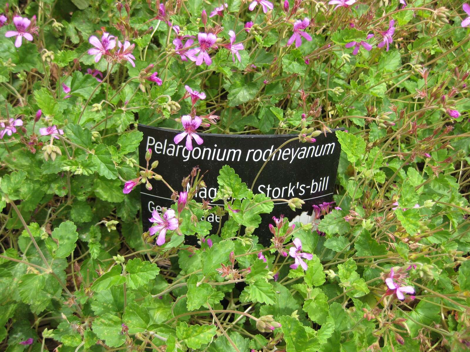 Image of Pelargonium rodneyanum Lindl.