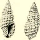 Image of Kermia alveolata (Dautzenberg 1912)