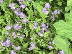 Phacelia bipinnatifida Michx. resmi