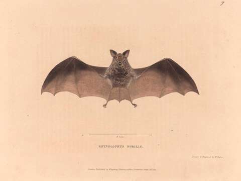 Image of Diadem Horseshoe-bat