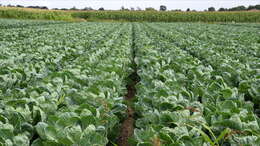 Image of Brussels Sprout