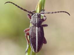 Image of Dorcadion (Cribridorcadion) tauricum Waltl 1838