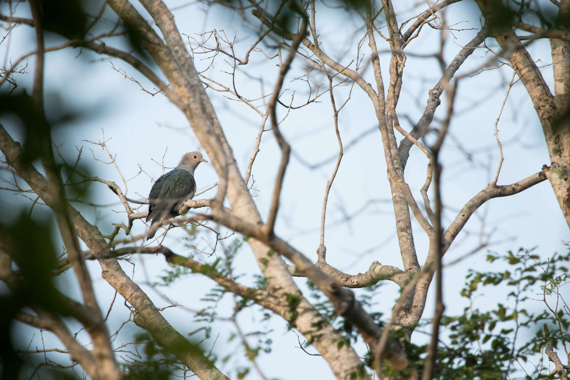 Imagem de pombo imperial verde