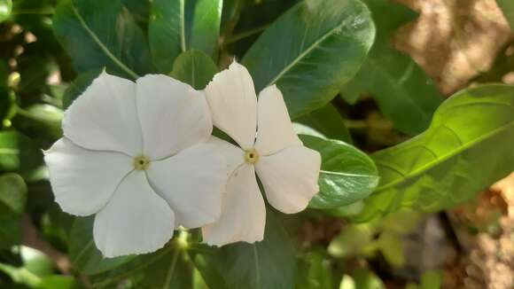 Image of Madagascar periwinkle