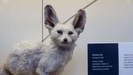 Image of Fennec Fox