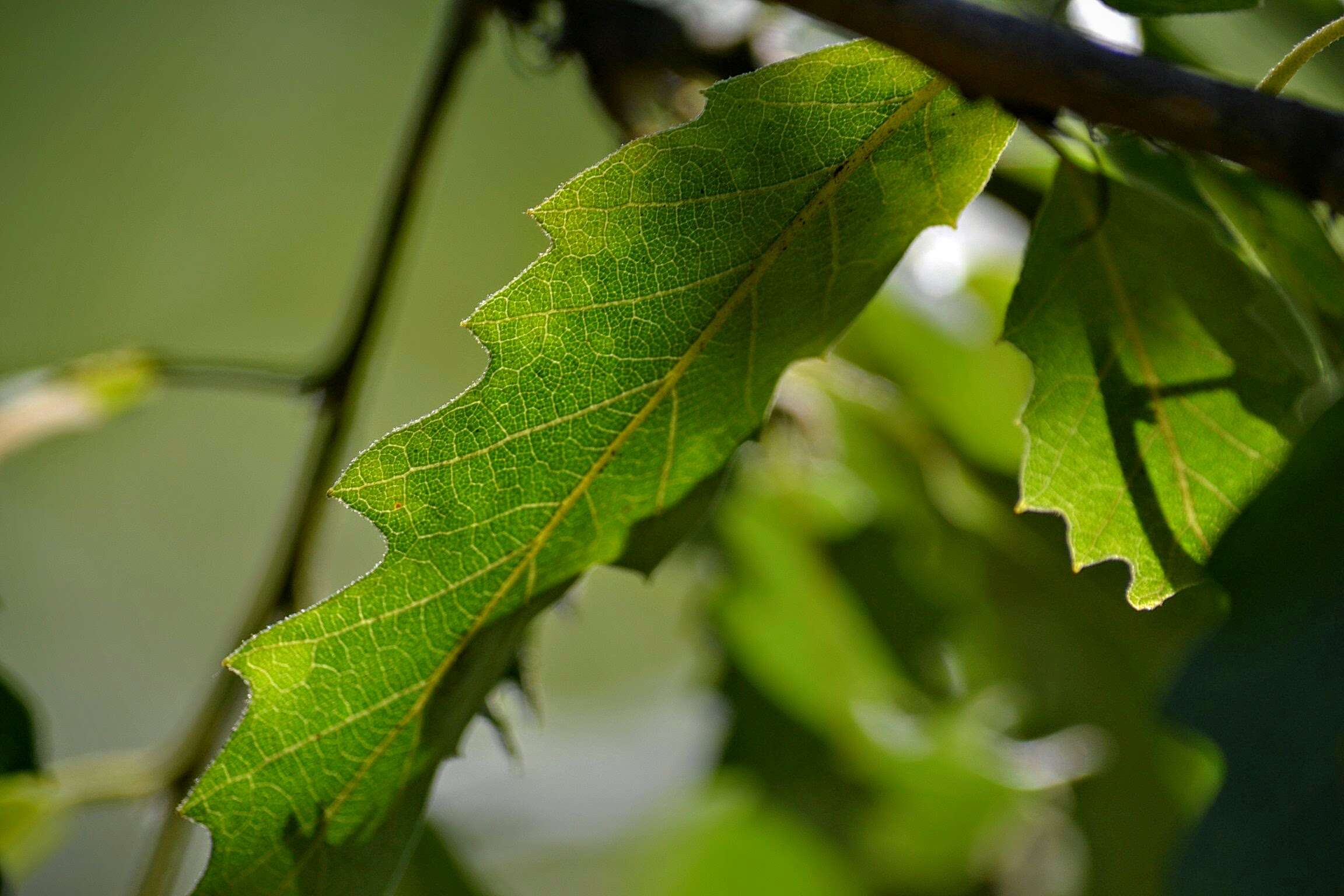 Imagem de Quercus libani G. Olivier