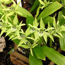 Image de Coelogyne parishii Hook. fil.