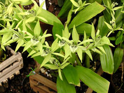 Image de Coelogyne parishii Hook. fil.