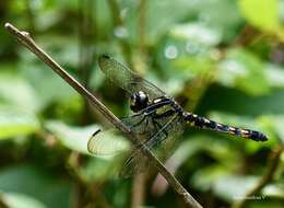 Image de Lyriothemis tricolor Ris 1916