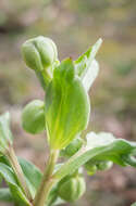 Image of Stinking Hellebore