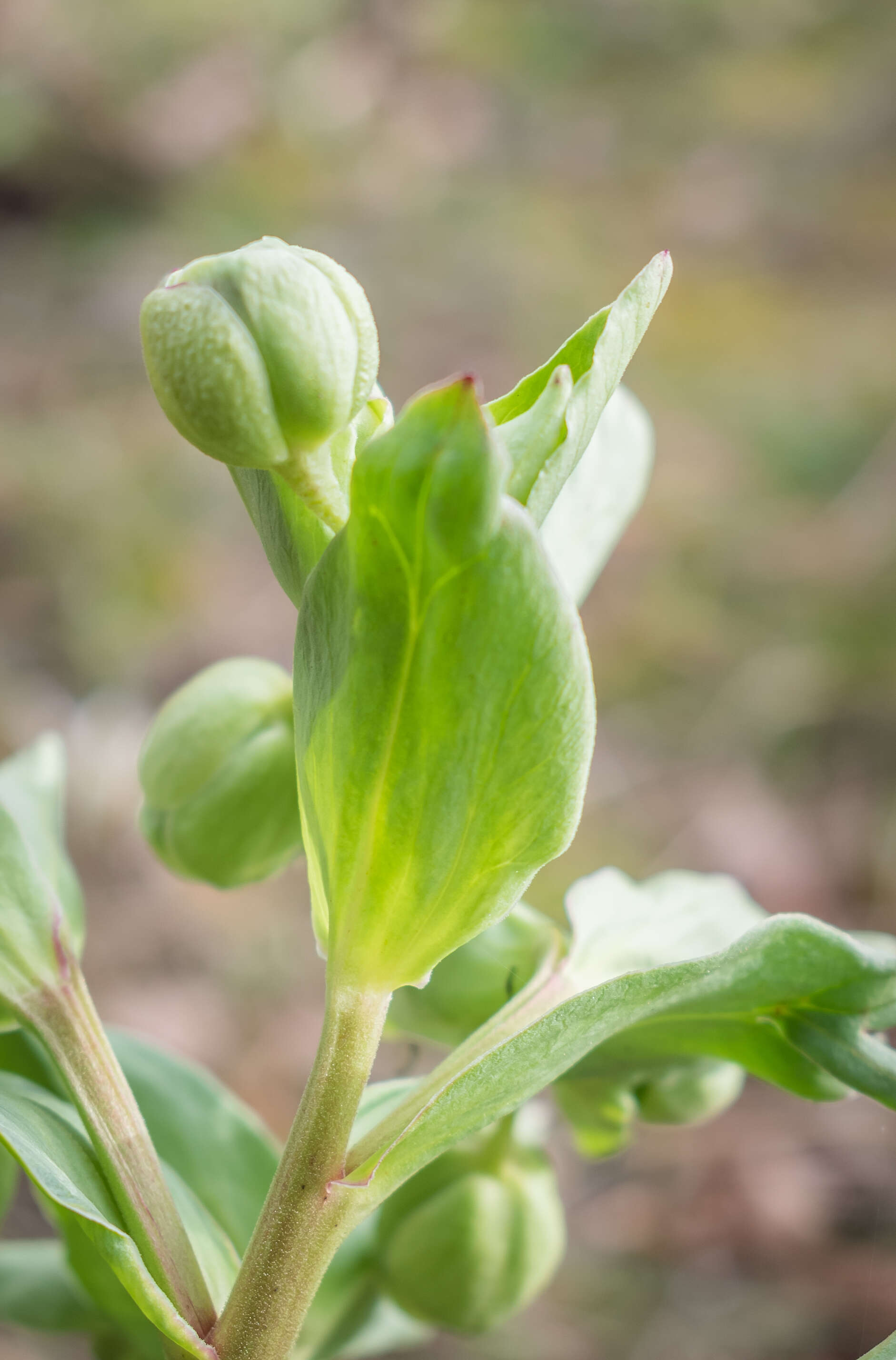 Image of Stinking Hellebore