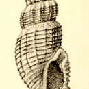Image of Pleurotomella hypermnestra Melvill 1912