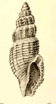 Image of Pleurotomella hypermnestra Melvill 1912