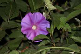 Sivun Ipomoea indica (J. Burman) Merr. kuva