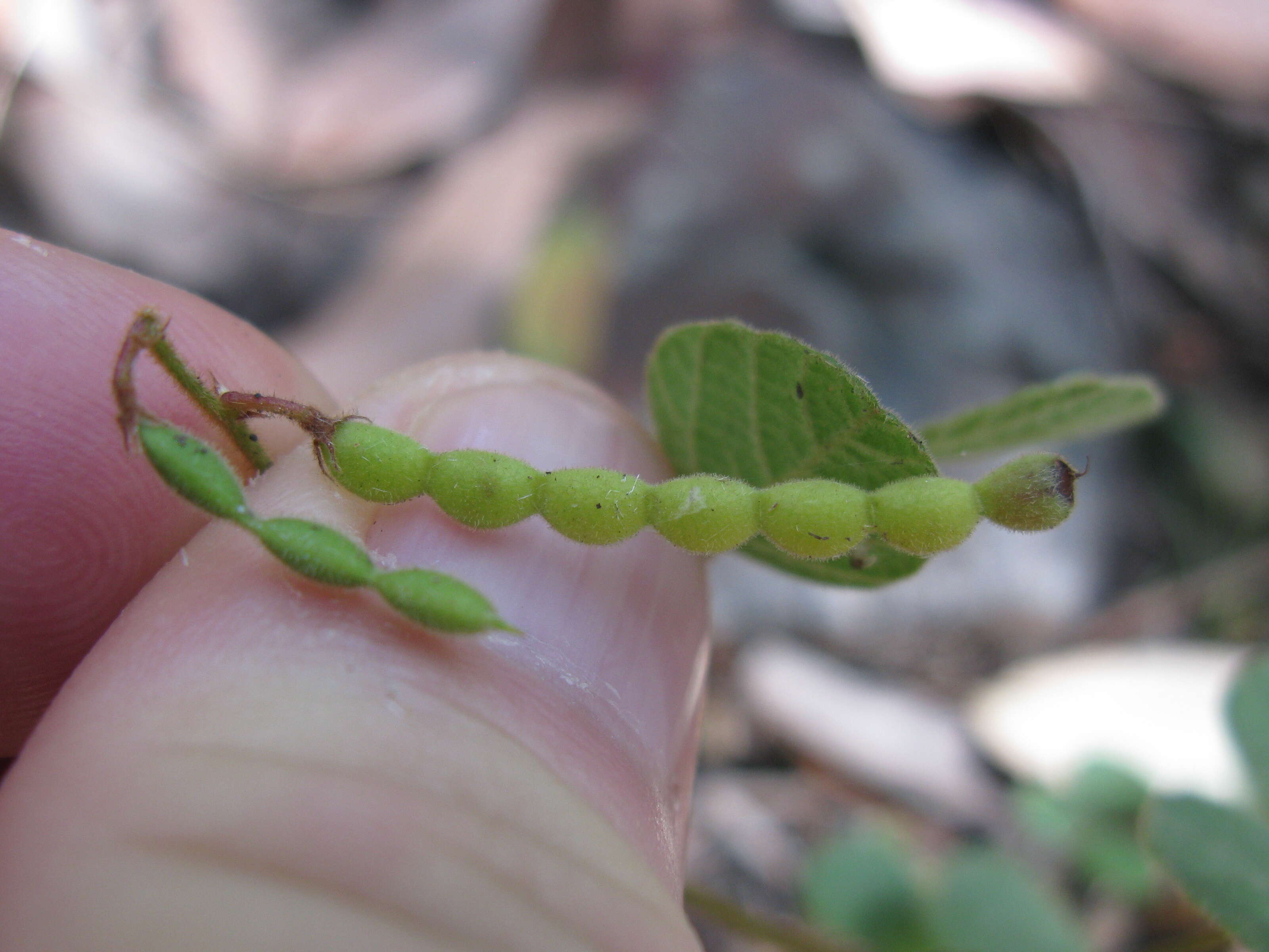 صورة Desmodium rhytidophyllum Benth.