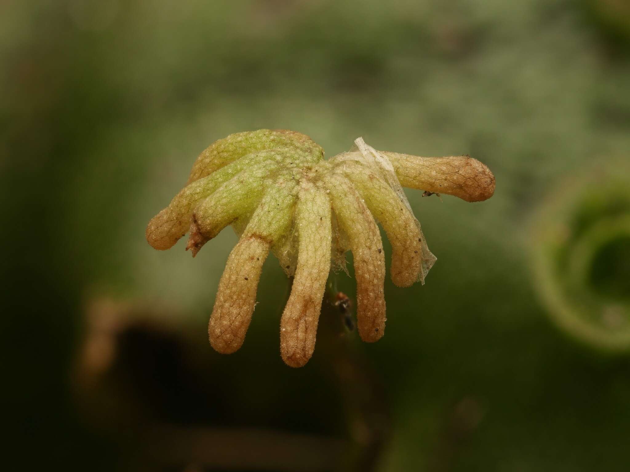 Image of common liverwort