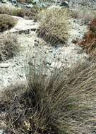 Image of Black Bog-rush