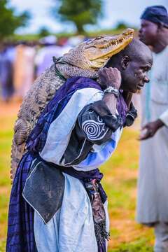 Image of West African crocodile