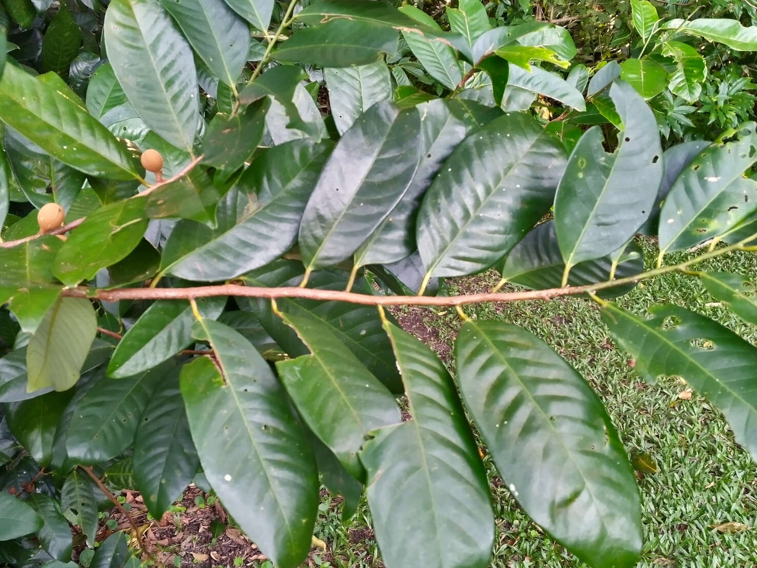 Image of Queensland nutmeg