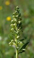 Image of Frog orchid