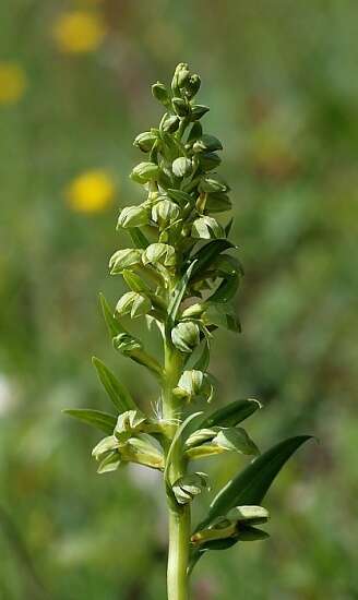 Image of Frog orchid