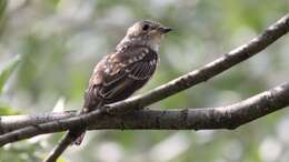 Image of Spotted Flycatcher