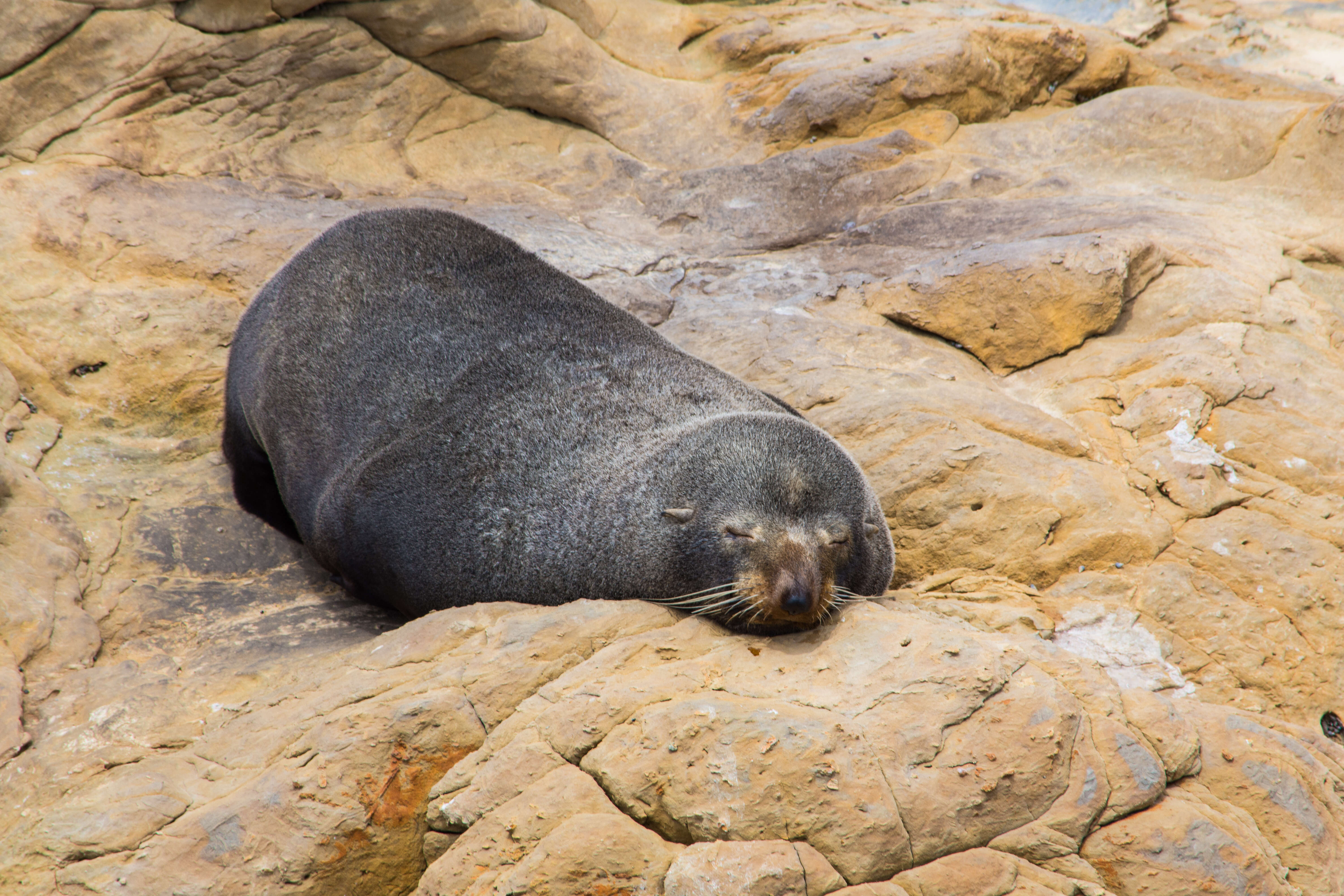 Image of Antipodean Fur Seal