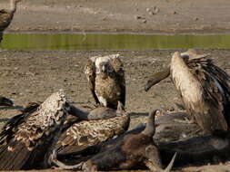 Image of White-backed Vulture