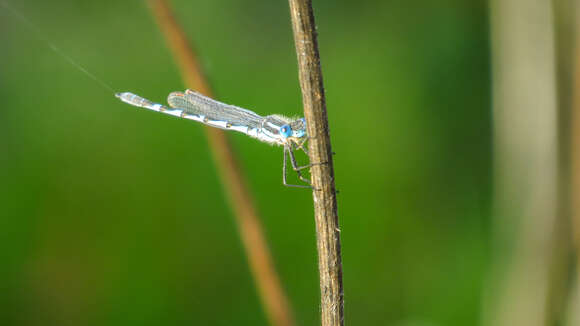 Image of Austrolestes annulosus (Selys 1862)