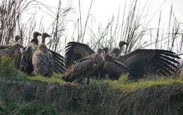 Image of Himalayan Griffon