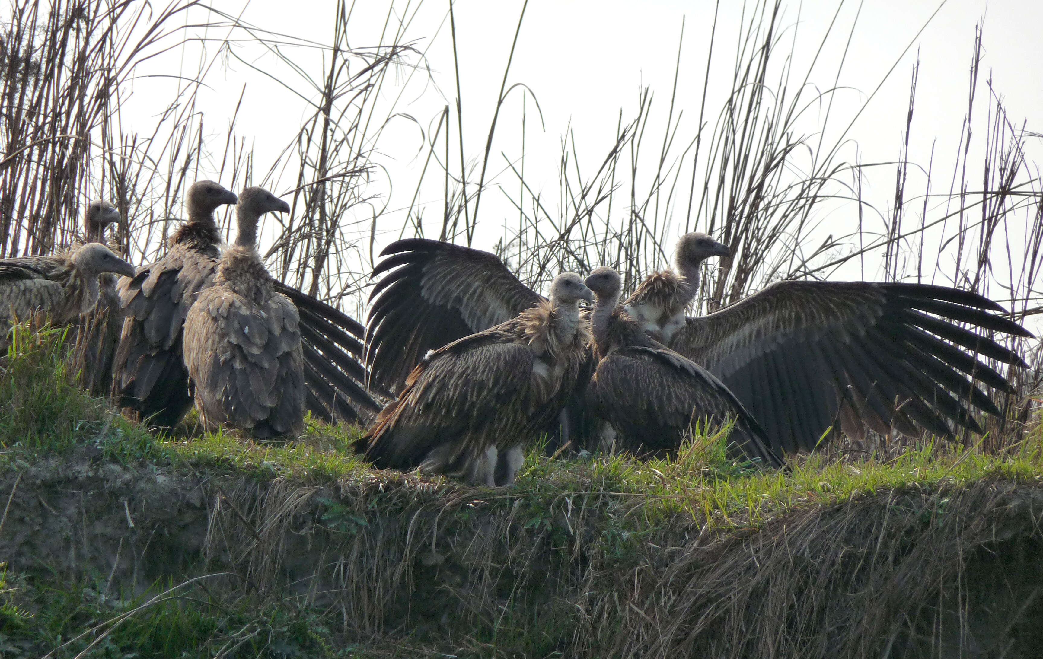 Image of Himalayan Griffon