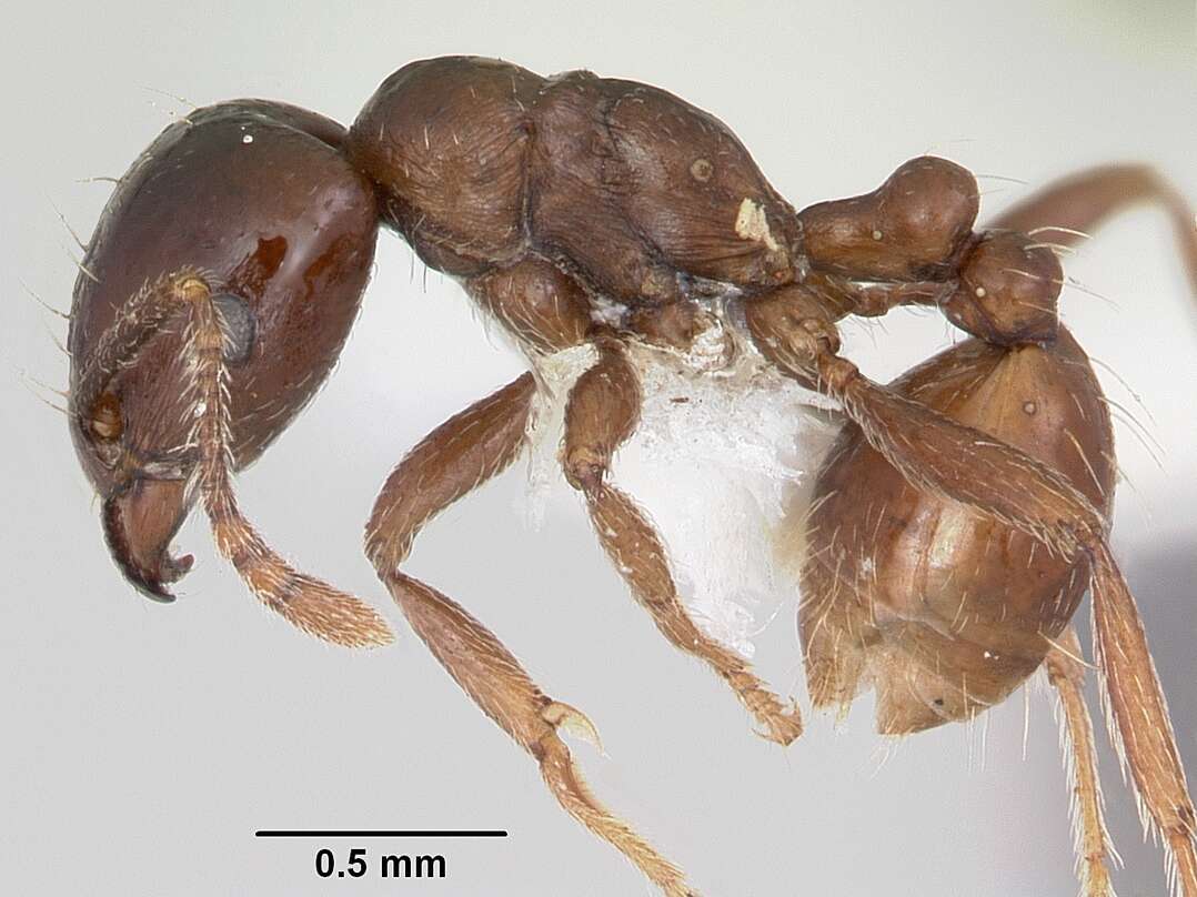 Image of Rhoptromyrmex