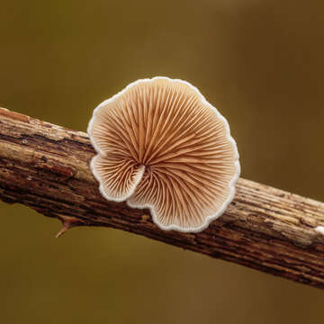 Слика од Crepidotus variabilis (Pers.) P. Kumm. 1871