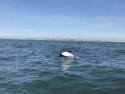 Image of Black-and-White Dolphin