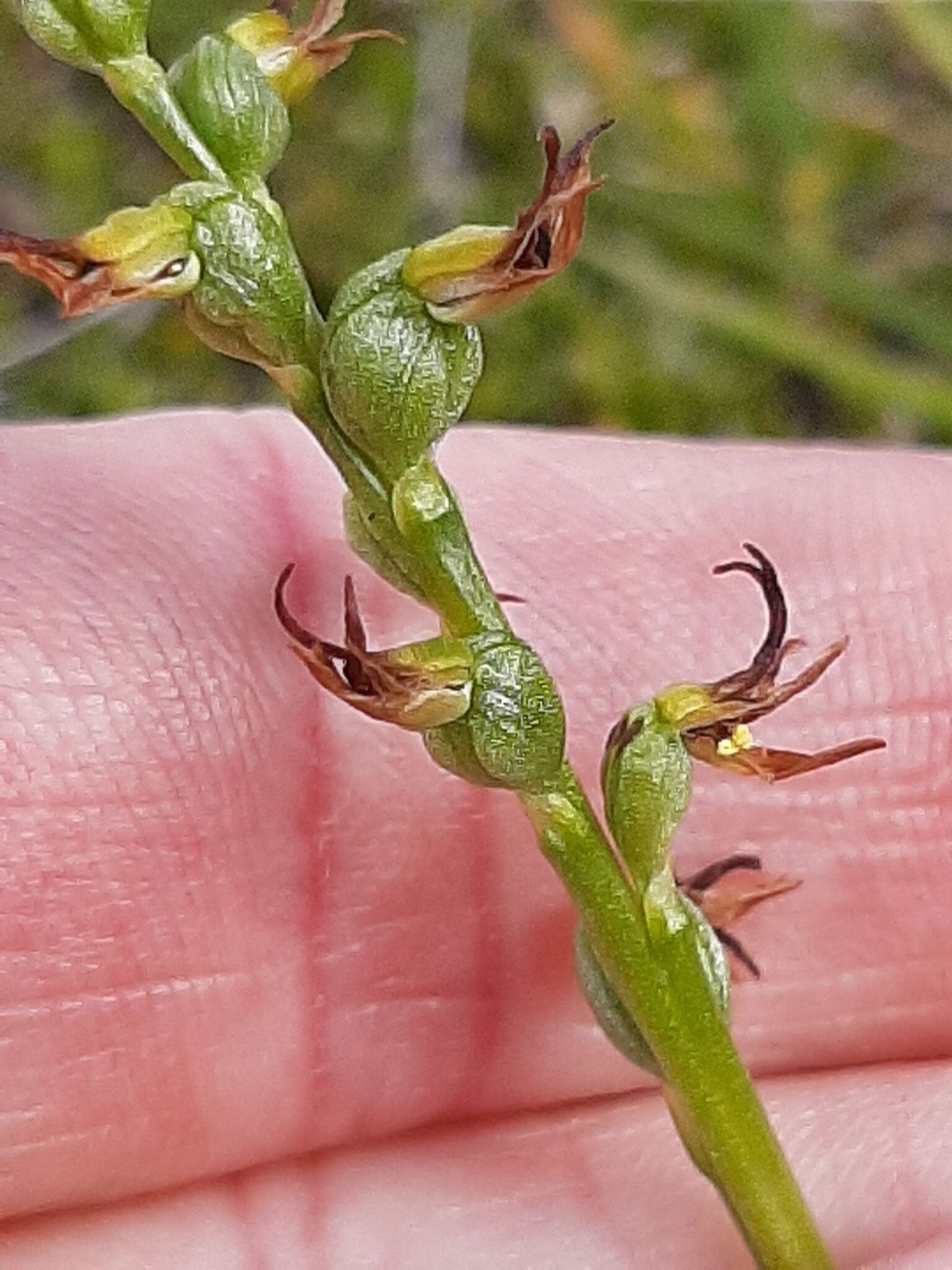 Imagem de Prasophyllum colensoi Hook. fil.