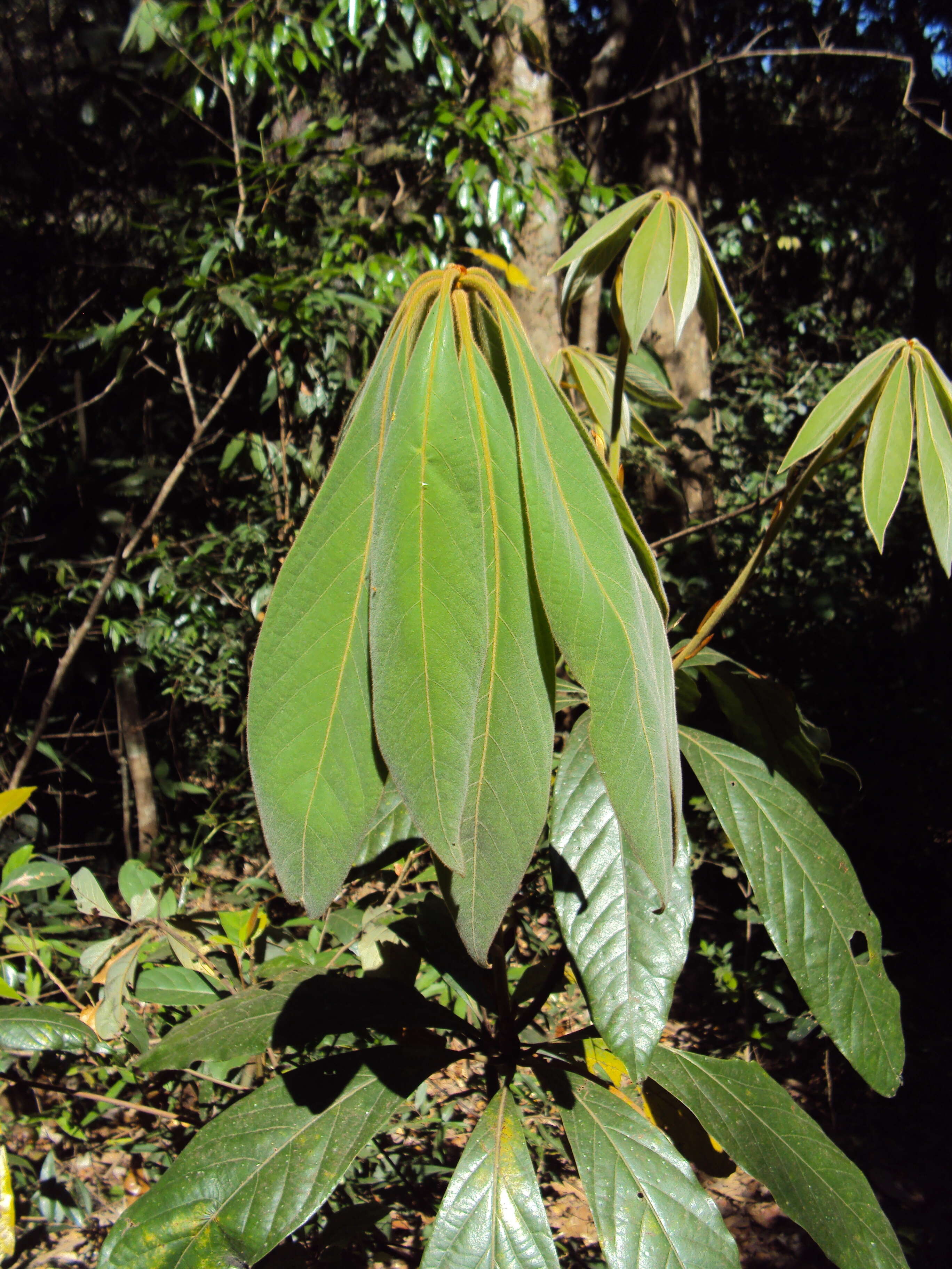 Image of Actinodaphne bourdillonii Gamble