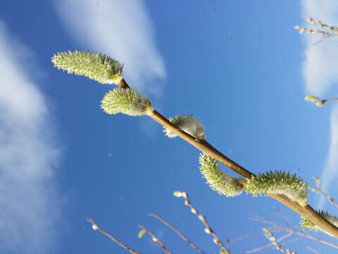 Imagem de Salix cinerea L.