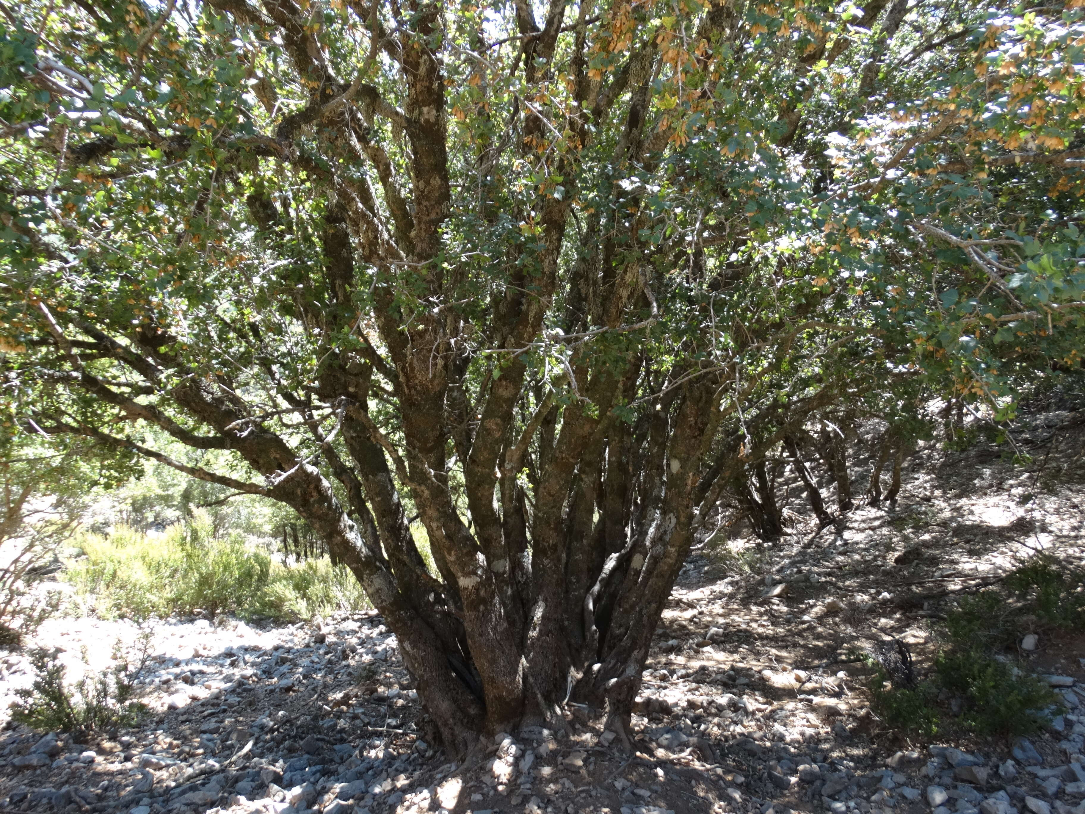 Image of Cretan maple