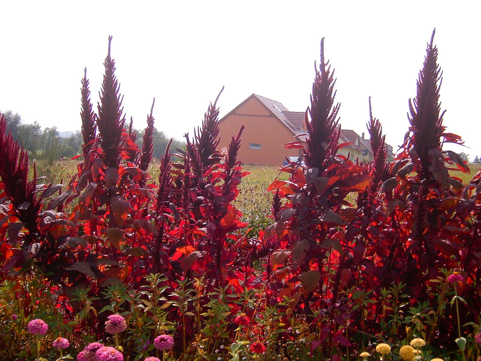 Amaranthus hybridus L. resmi