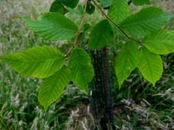 Imagem de Ulmus serotina Sarg.