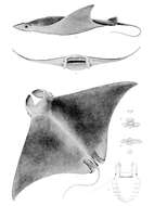 صورة Mobula hypostoma (Bancroft 1831)