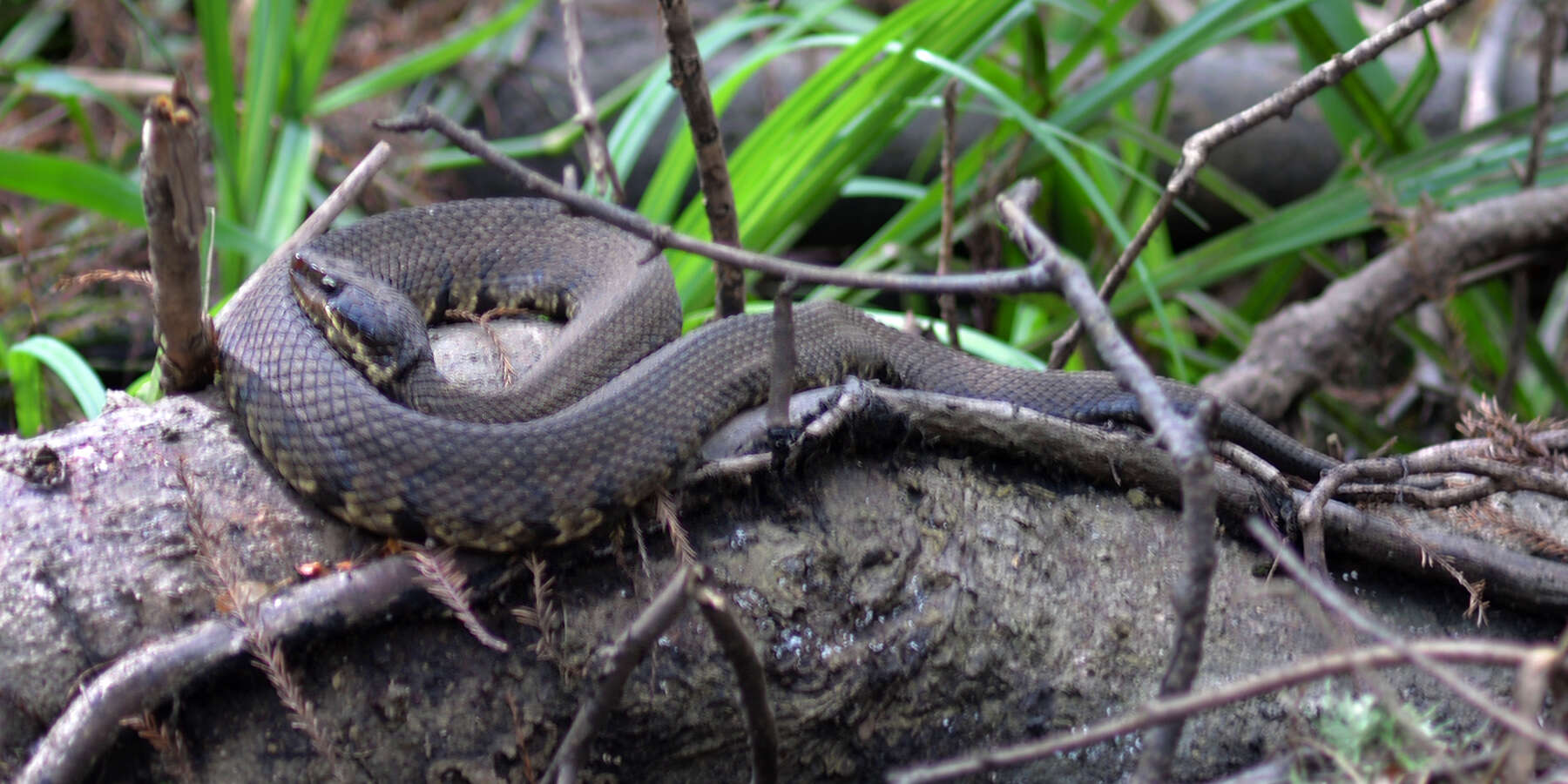 صورة Agkistrodon piscivorus (Lacépède 1789)