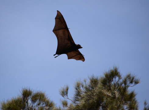 Image of Gray-headed Flying Fox