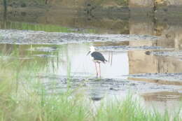 Image of Black-winged Stilt